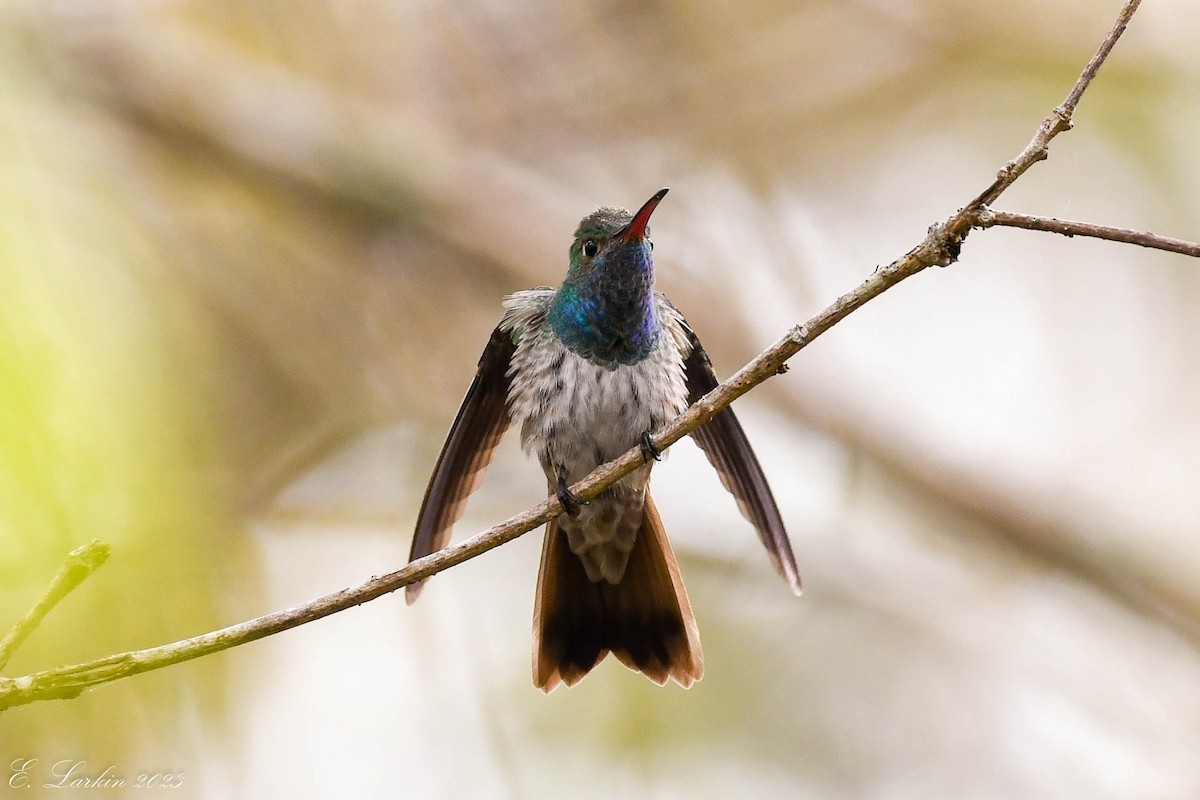 Honduran Emerald - ML546957521