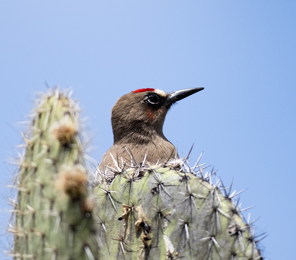 Gray-breasted Woodpecker - manuel grosselet