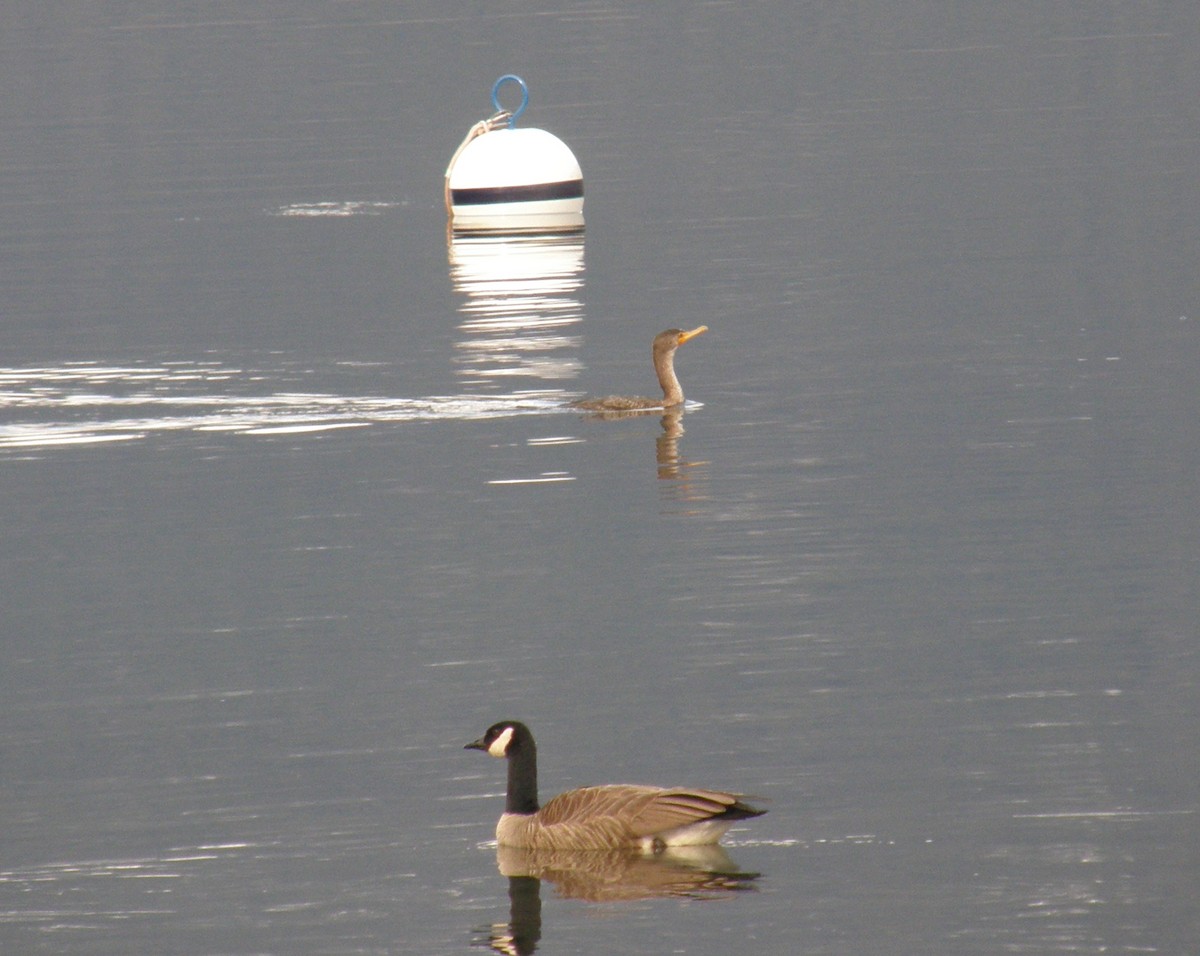 Cormoran à aigrettes - ML546958851