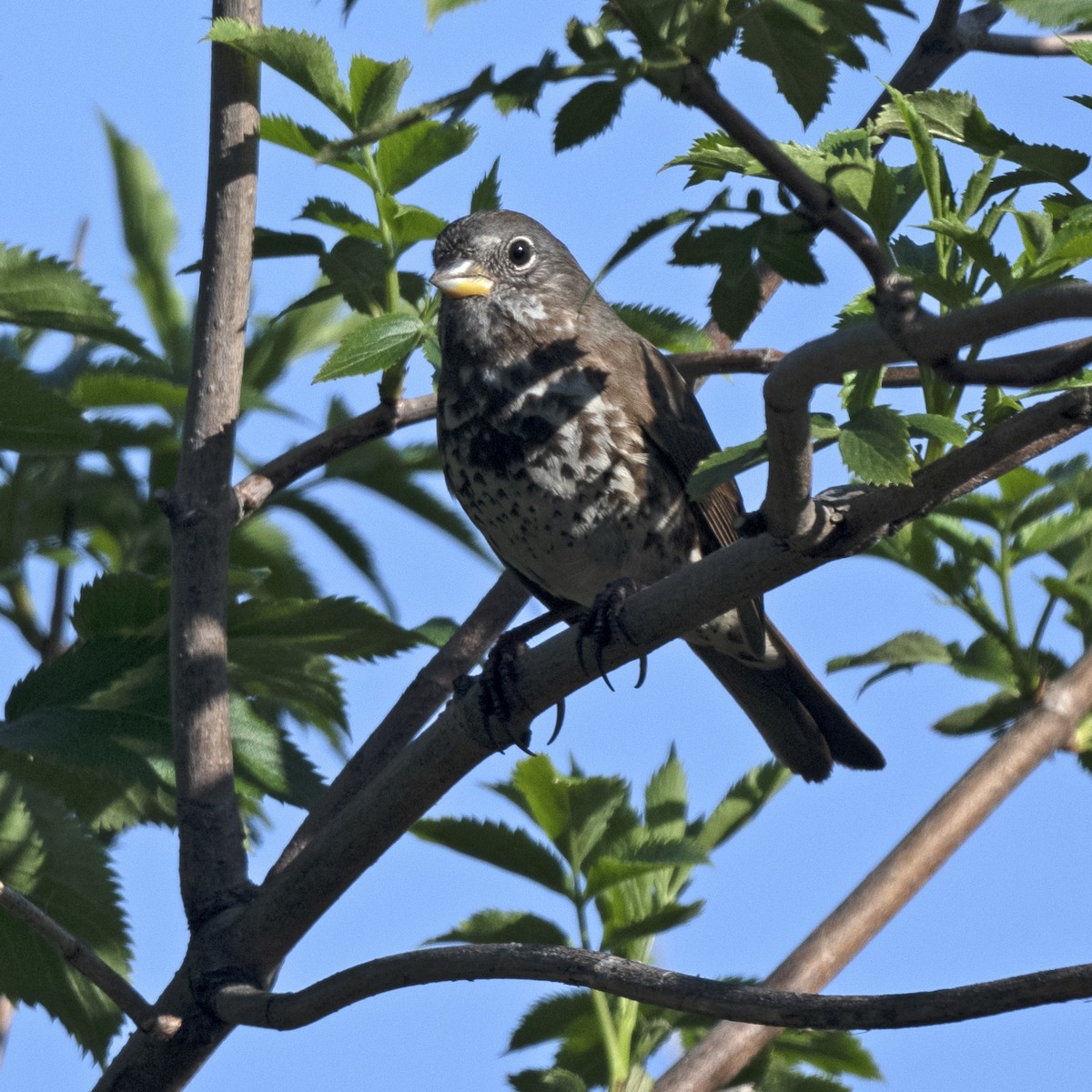 Fox Sparrow (Sooty) - ML546958861