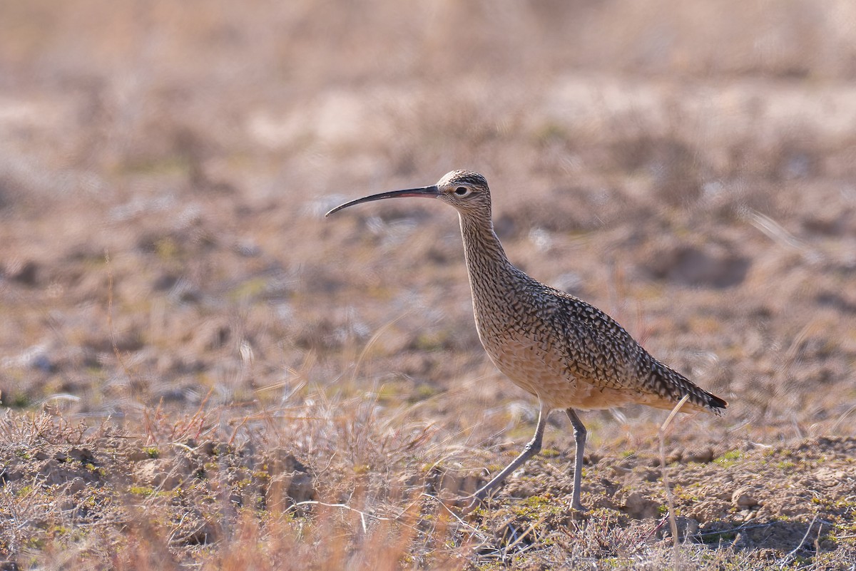 Long-billed Curlew - ML546959071