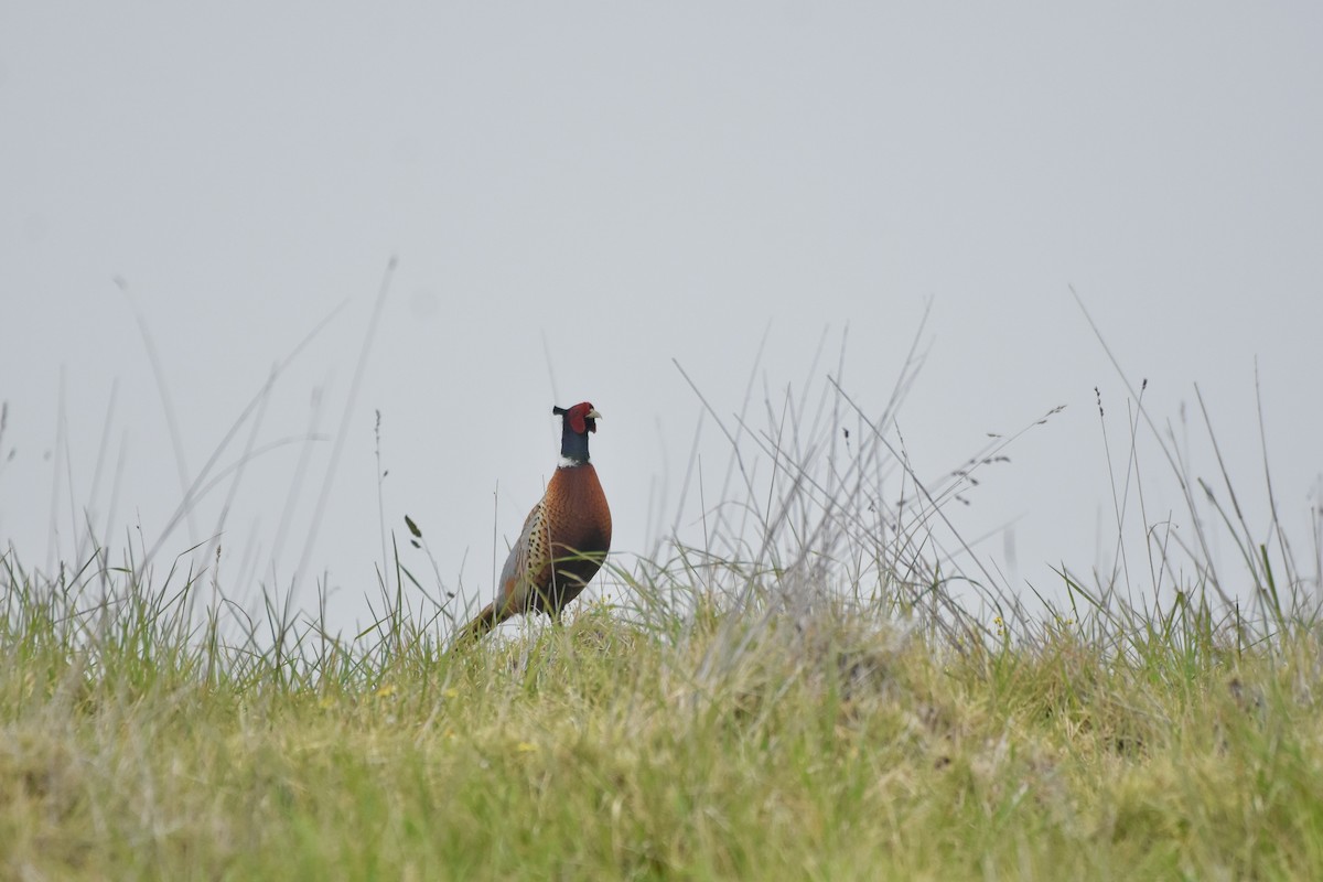 Ring-necked Pheasant - Michael Carion
