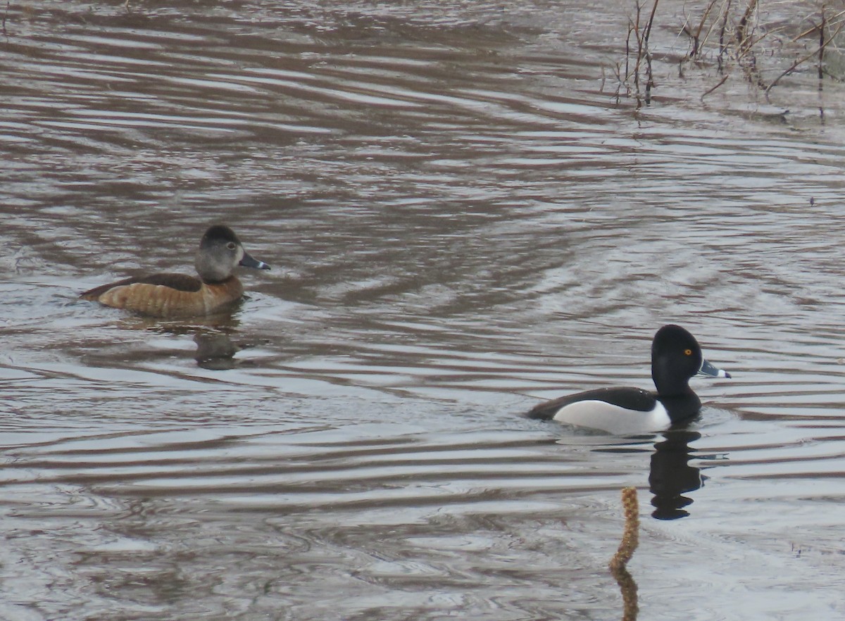 Ring-necked Duck - ML546959981