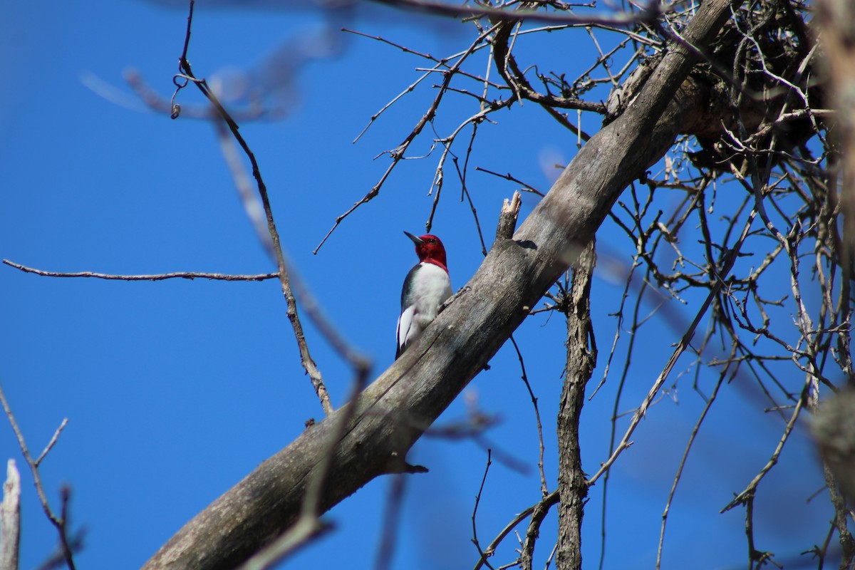 Red-headed Woodpecker - ML546960561