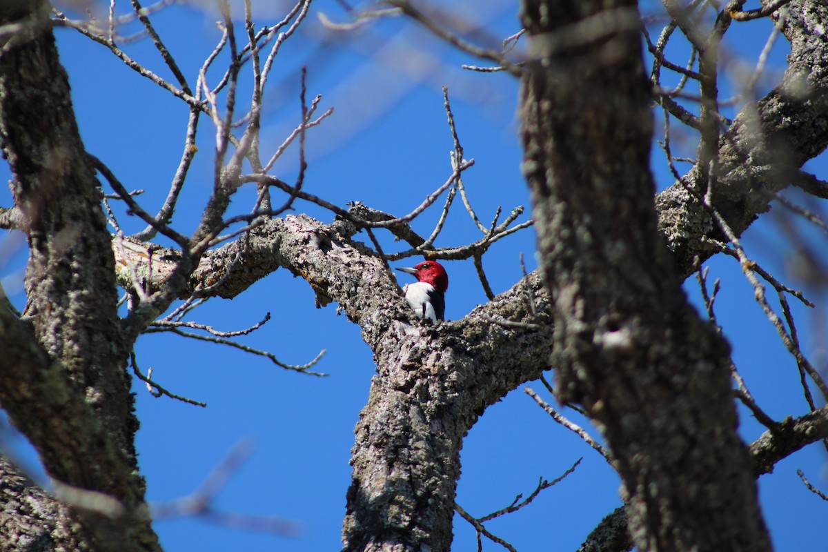 Red-headed Woodpecker - ML546960571
