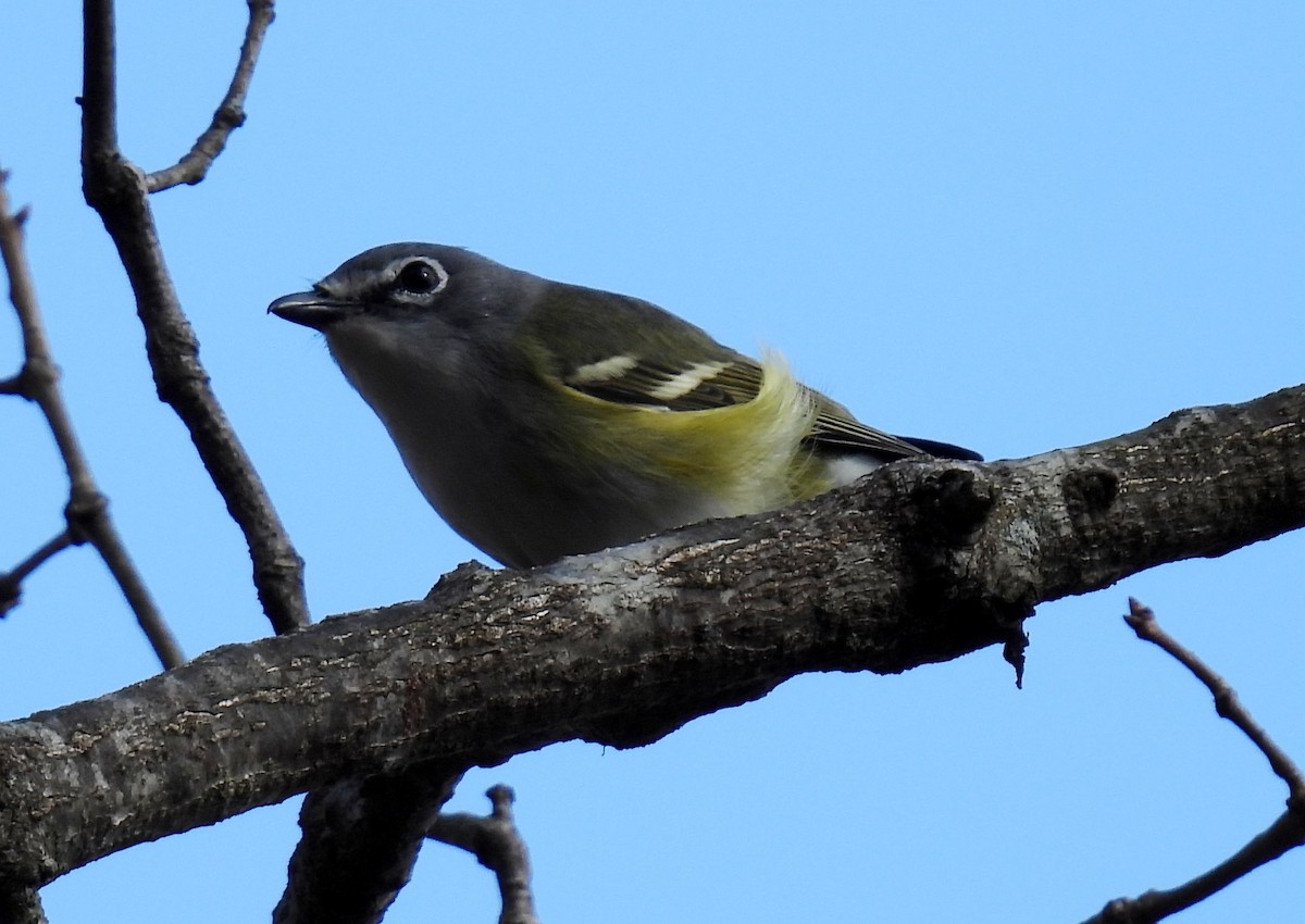 Mavi Başlı Vireo - ML546961511