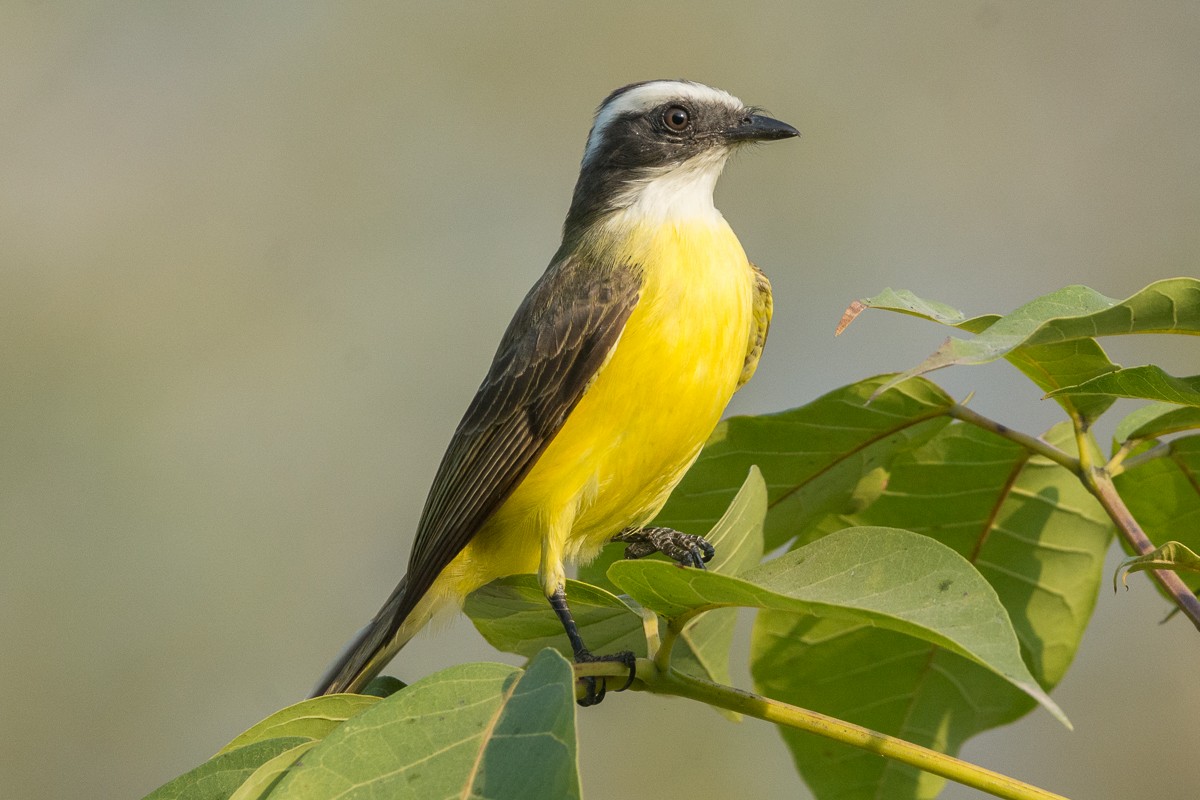 Social Flycatcher - Juan Miguel Artigas Azas