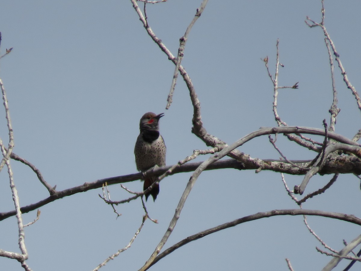 Northern Flicker - ML546962551