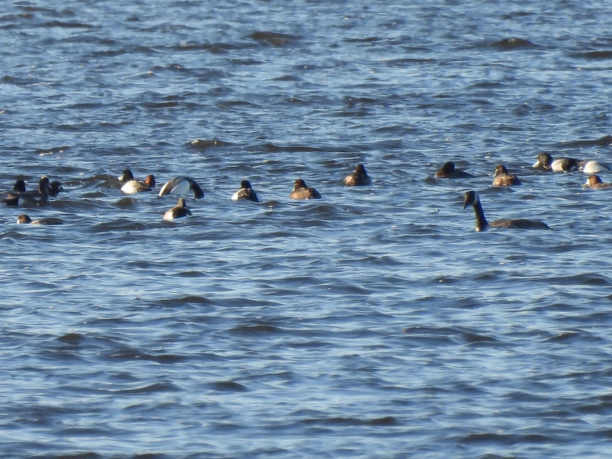 Greater Scaup - ML546962781