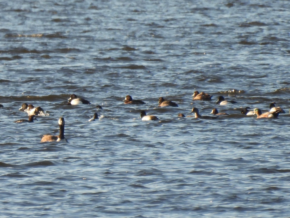 Greater Scaup - ML546962791