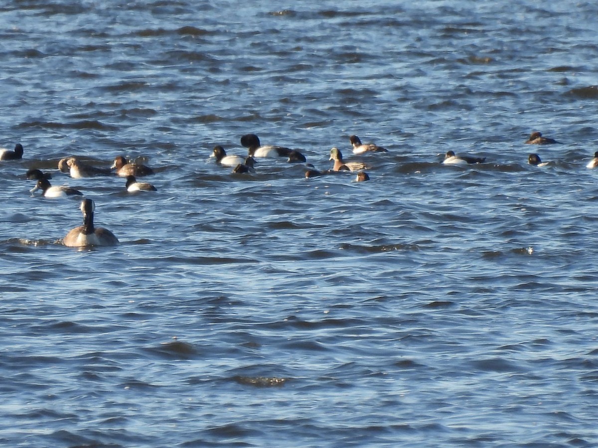 Greater Scaup - ML546962801