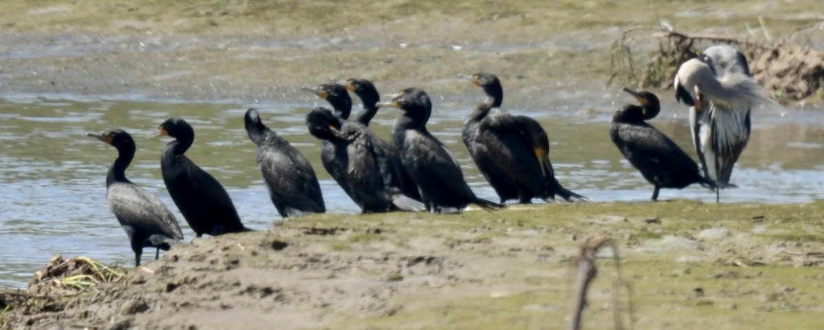 Double-crested Cormorant - ML546963361