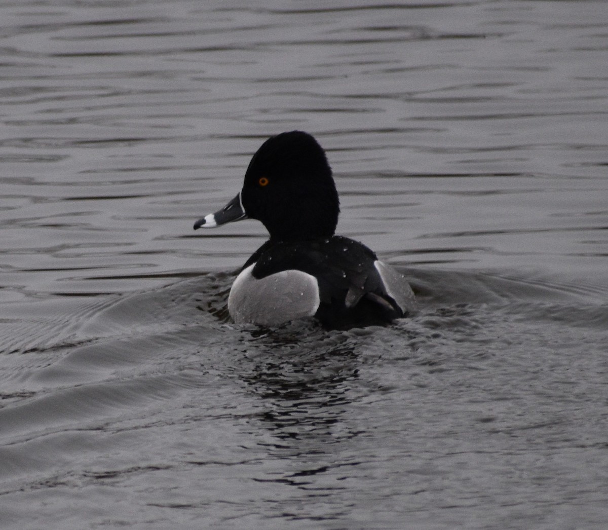 Ring-necked Duck - ML546964161