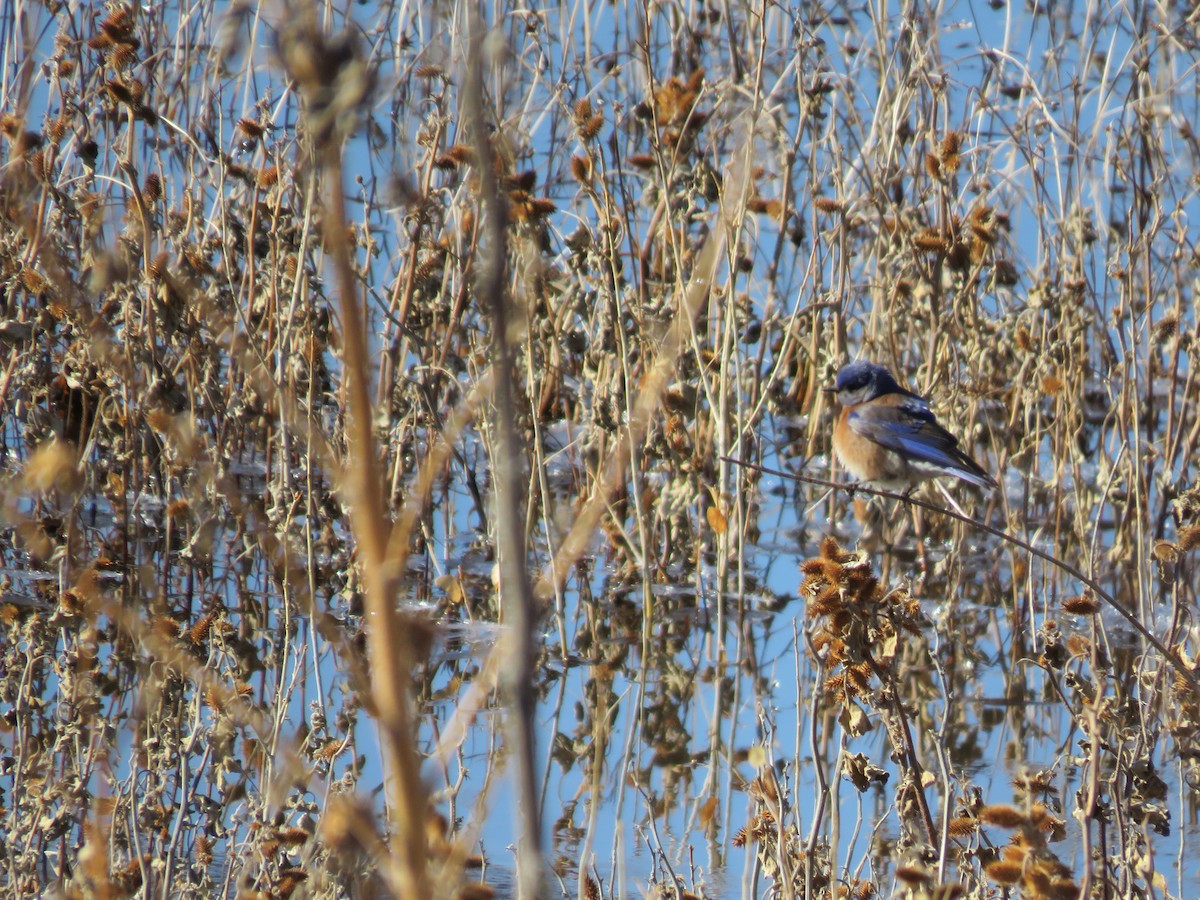 Western Bluebird - ML546964911