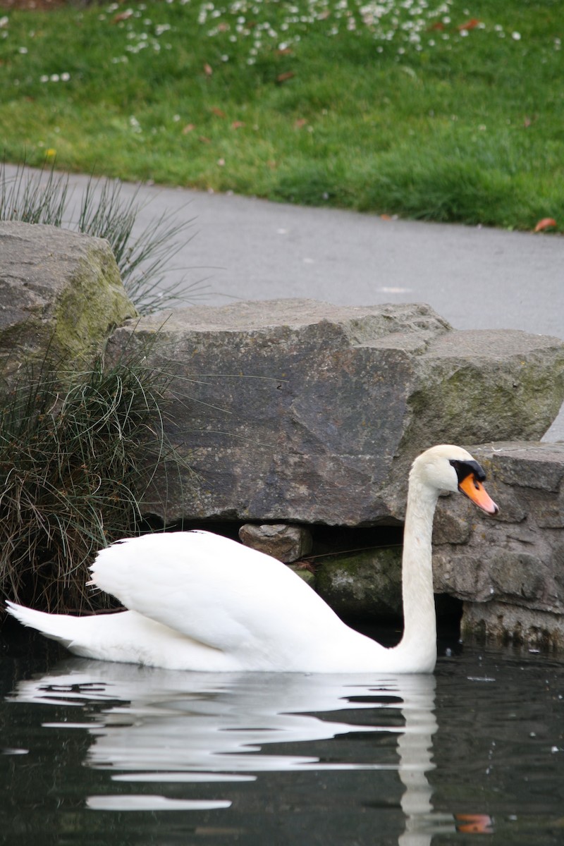 Mute Swan - Scott Hartman