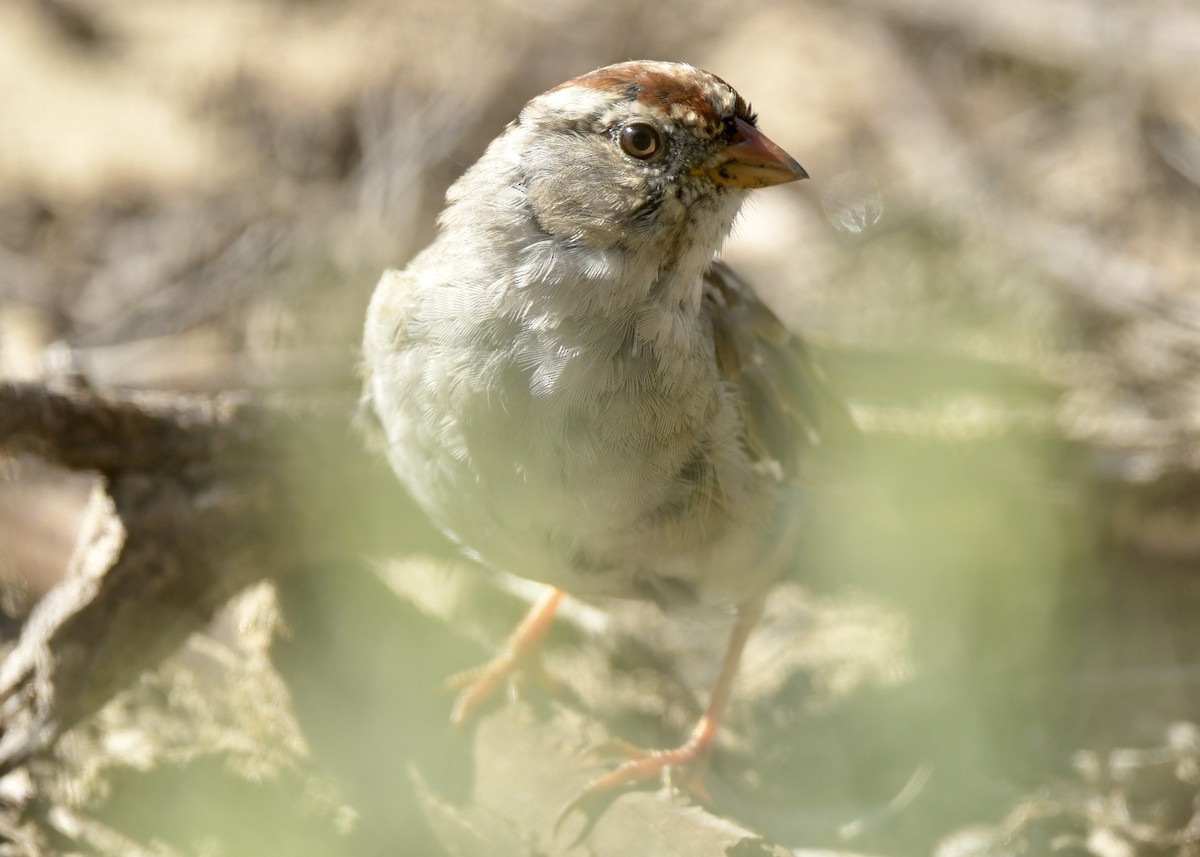 White-crowned Sparrow - ML546966661