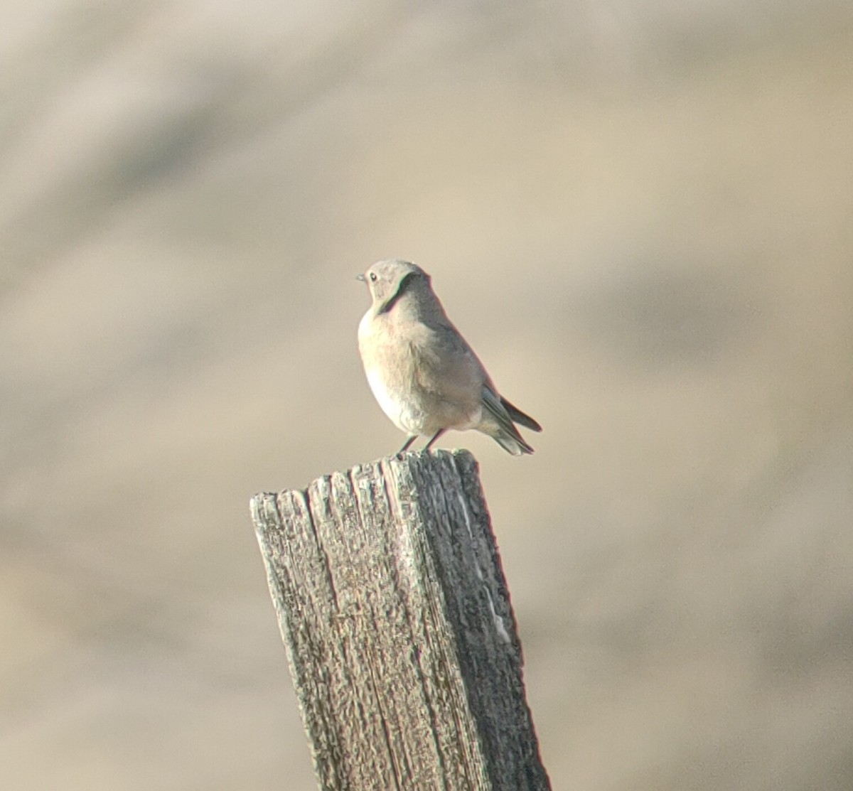 Mountain Bluebird - ML546966961