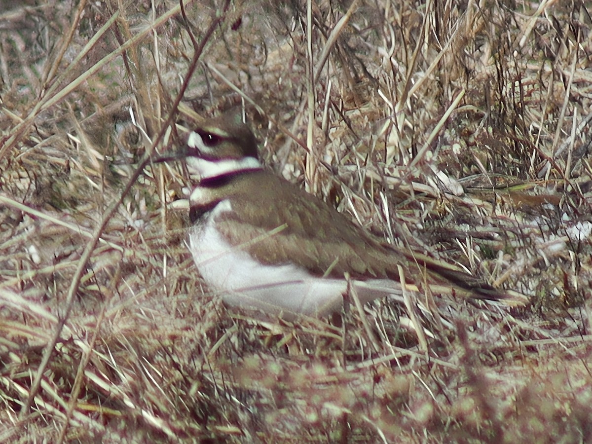 Killdeer - Muhtasim  Islam