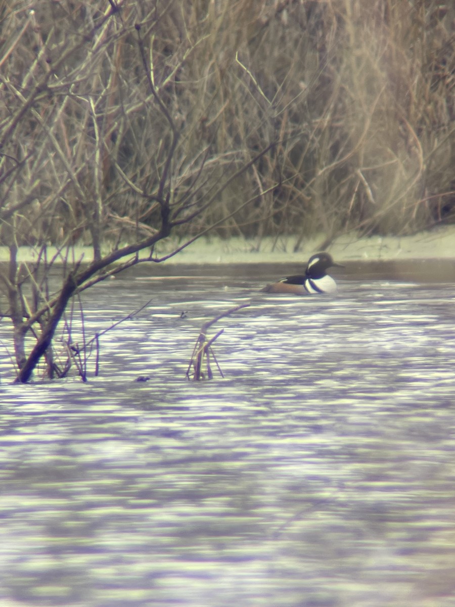 Hooded Merganser - ML546968551