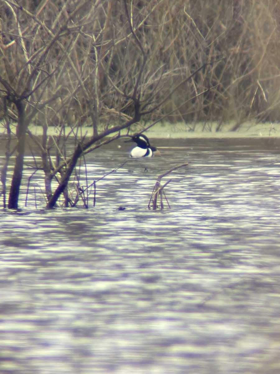 Hooded Merganser - ML546968561