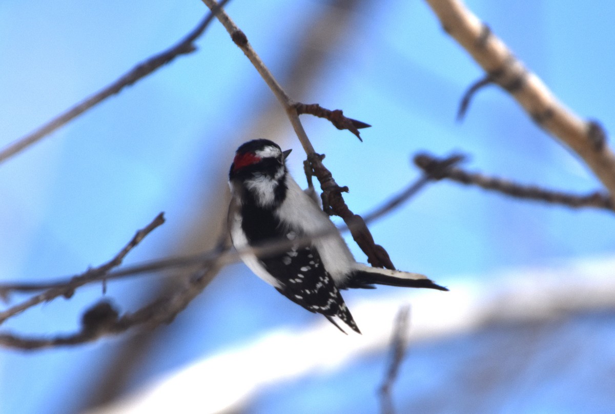 Downy Woodpecker - ML546969701