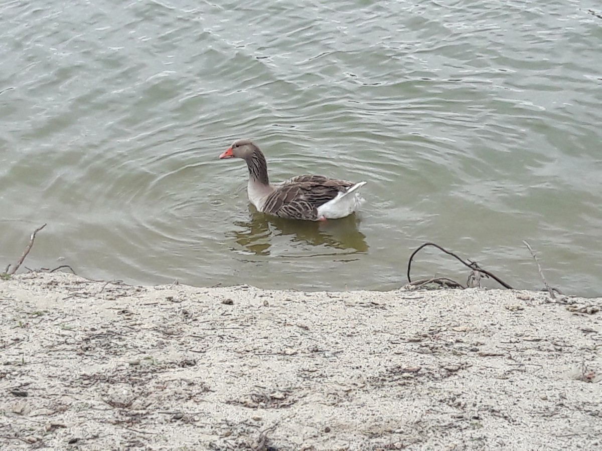 Domestic goose sp. (Domestic type) - ML54697021