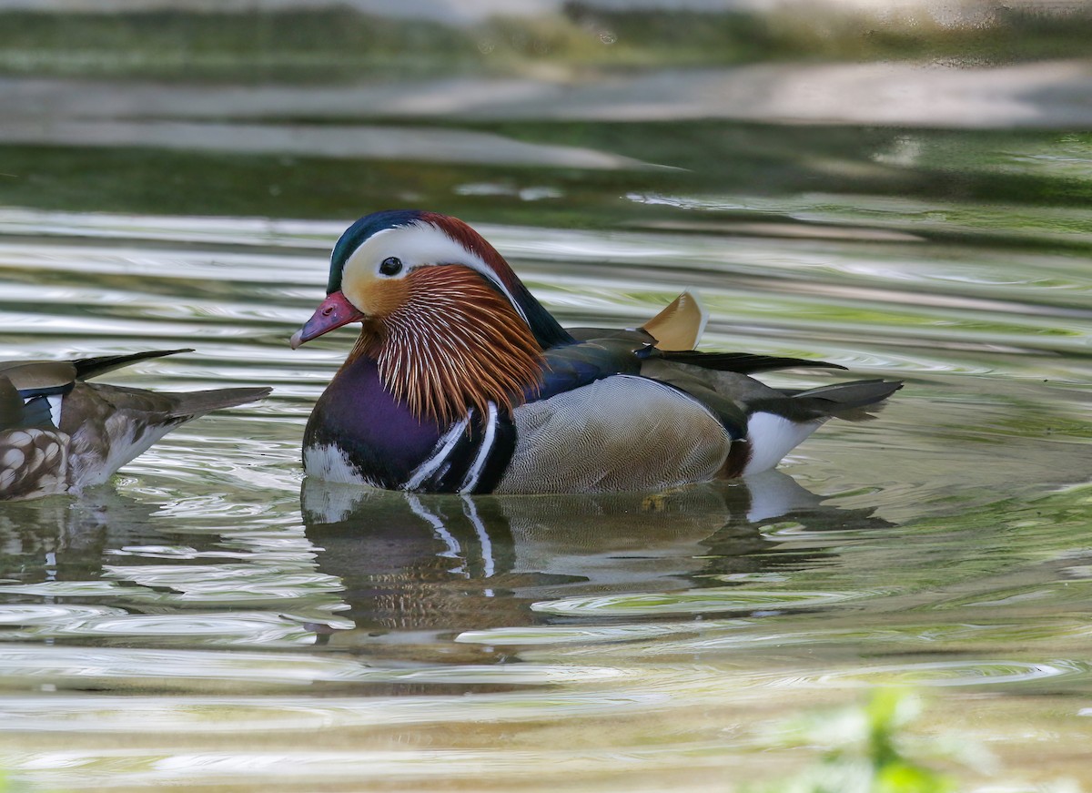 Мандир уранхажин - ML546970391