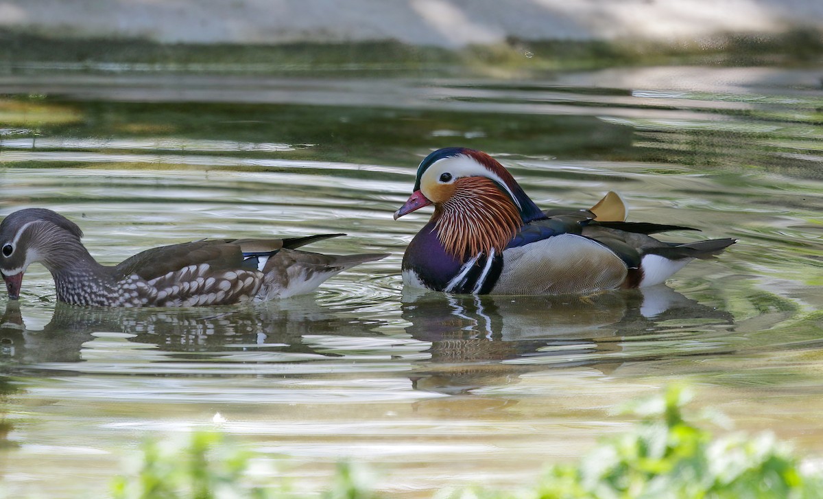 Мандир уранхажин - ML546970411