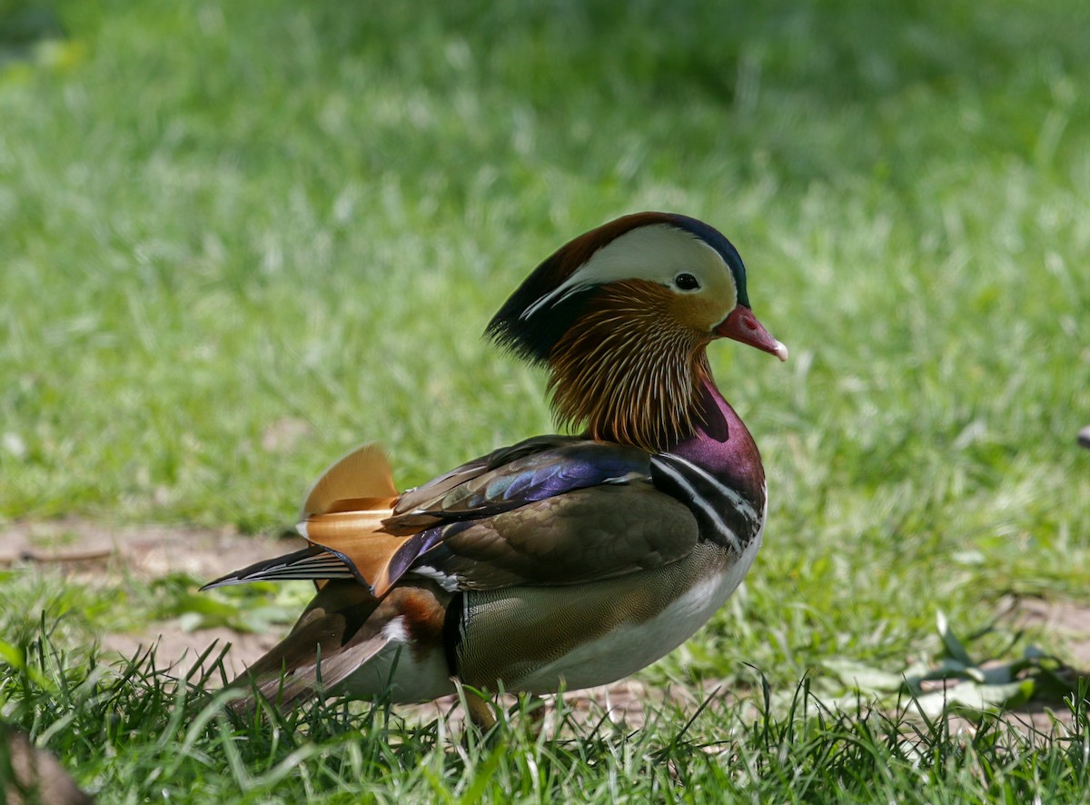 Мандир уранхажин - ML546970461