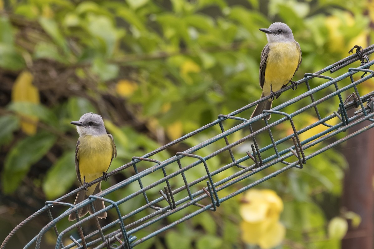 Tropical Kingbird - ML546970491