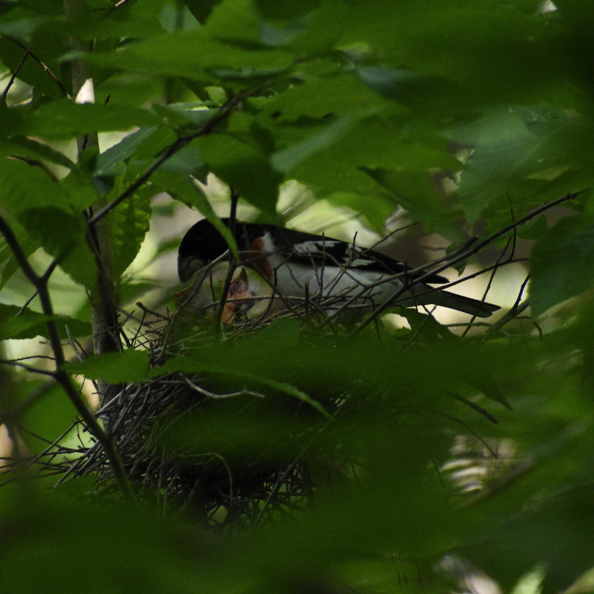 Rose-breasted Grosbeak - ML546971181