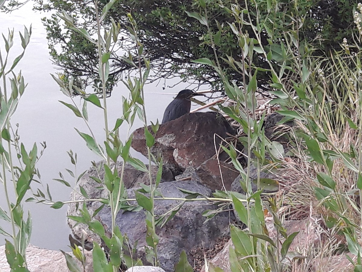 Green Heron - Kathryn Wendel