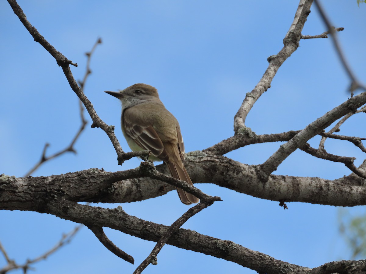 Ash-throated Flycatcher - Nancy Leonard