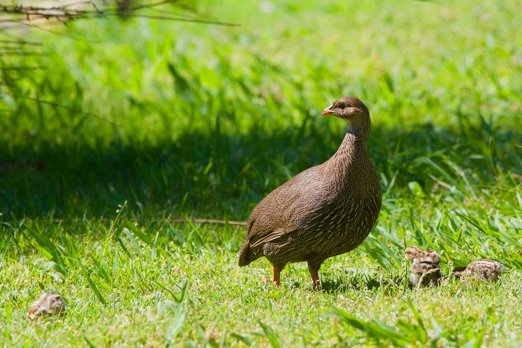 Cape Spurfowl - ML546973981