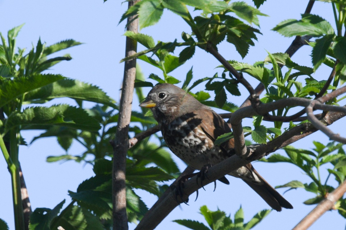 Fox Sparrow (Sooty) - ML546974961