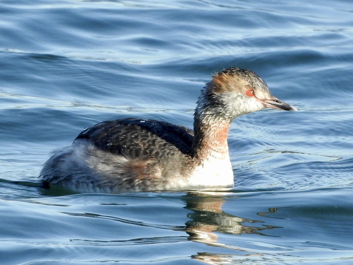 Horned Grebe - Melanie Furr