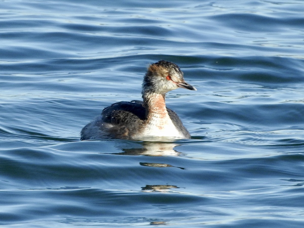 Horned Grebe - Melanie Furr