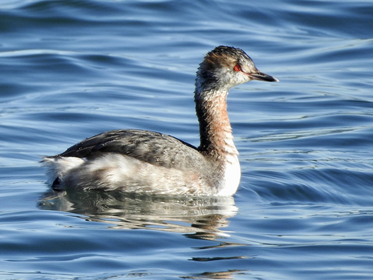 Horned Grebe - ML546975331