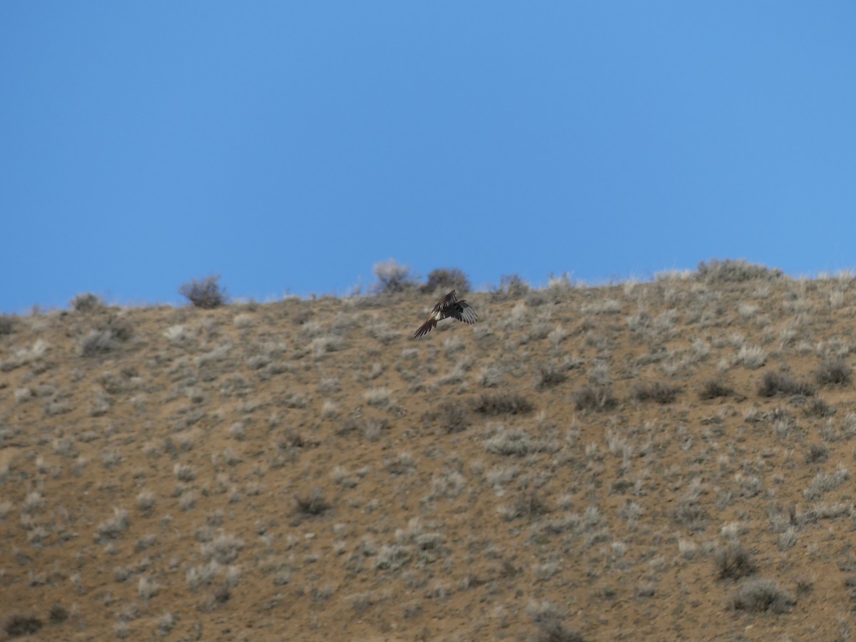 American Kestrel - ML546975631