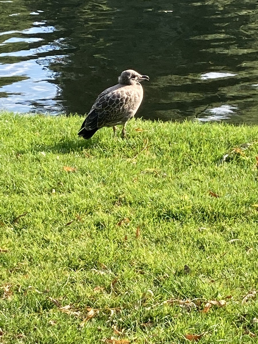 Herring Gull - Scott Hartman