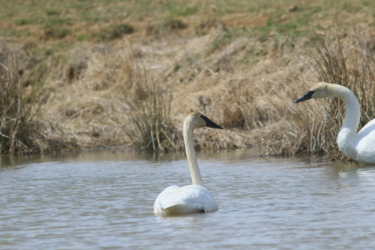 Cygne trompette - ML546976891