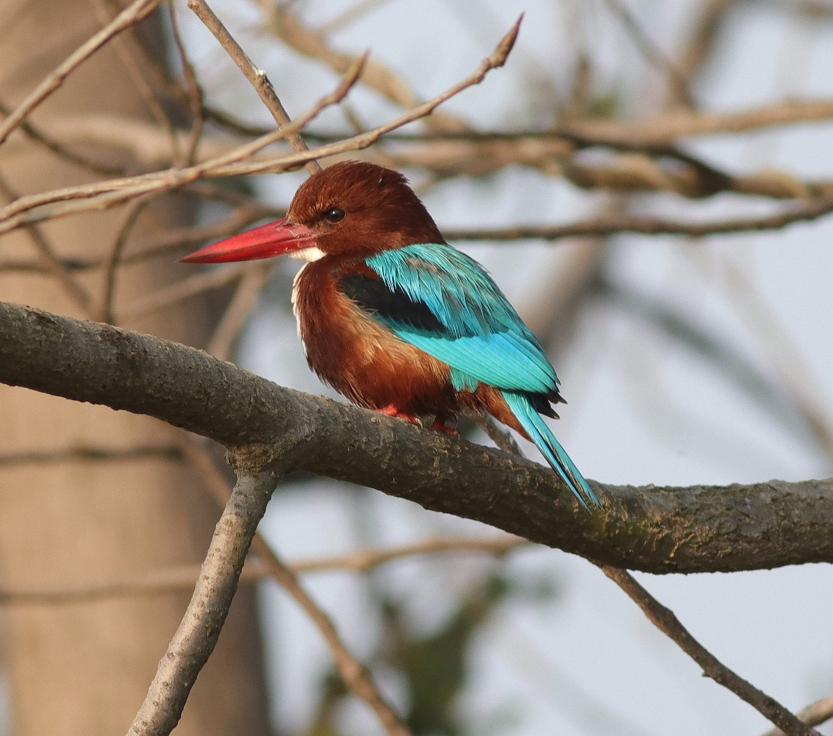 White-throated Kingfisher - Kaajal Dasgupta