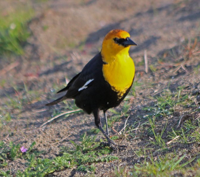 Yellow-headed Blackbird - Jock McCracken