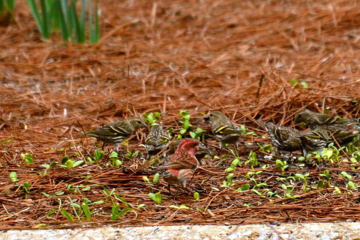 American Goldfinch - ML54697811