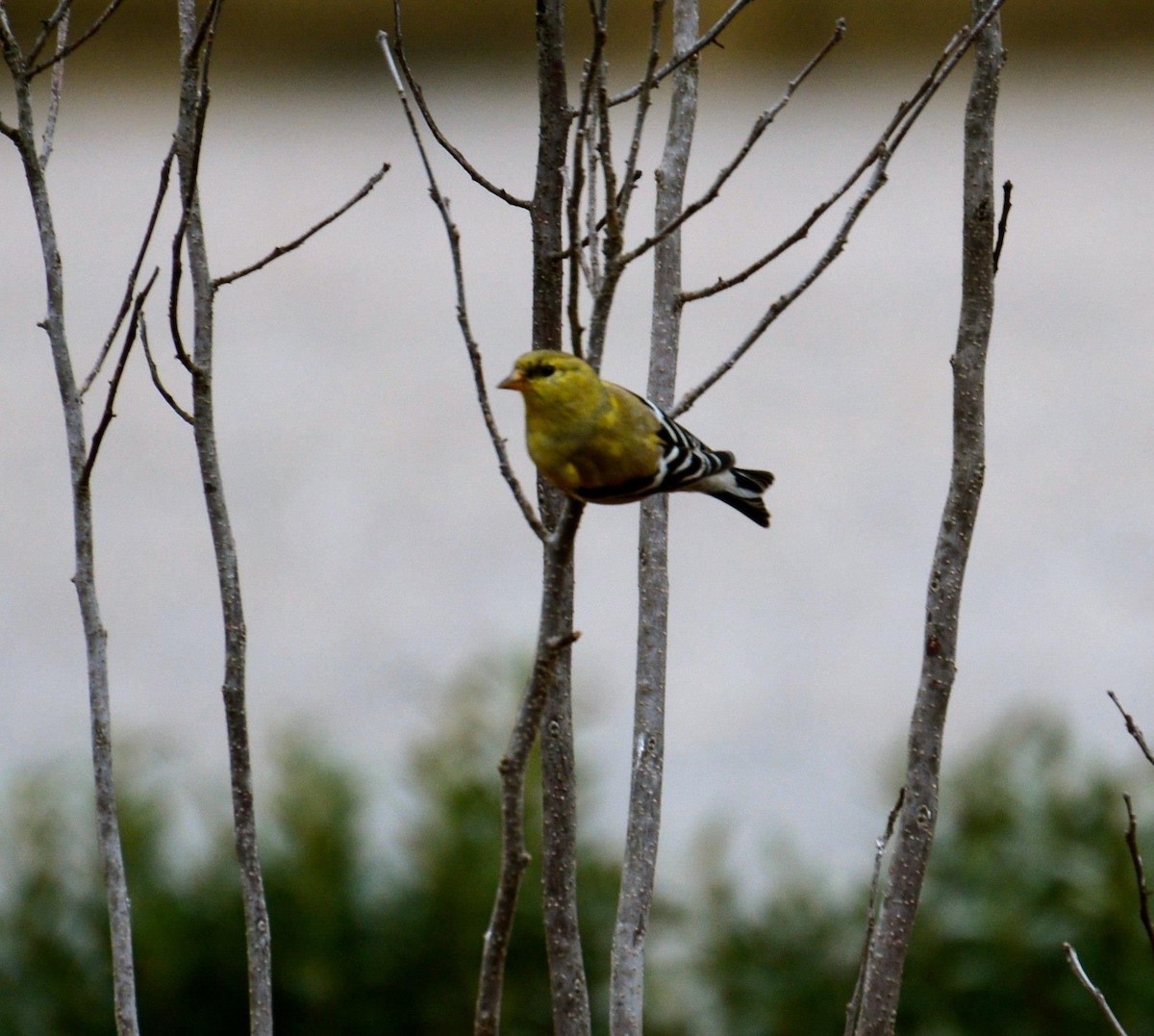 American Goldfinch - ML54697821