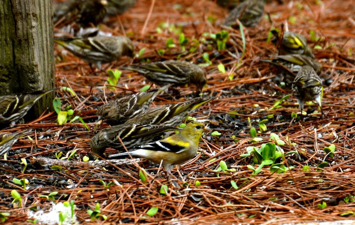 American Goldfinch - ML54697831