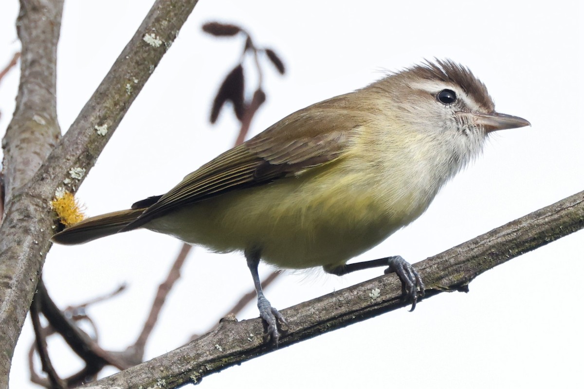 Brown-capped Vireo - ML546978411