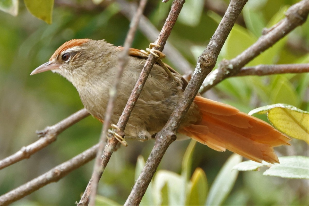 Line-cheeked Spinetail (Line-cheeked) - John Mills