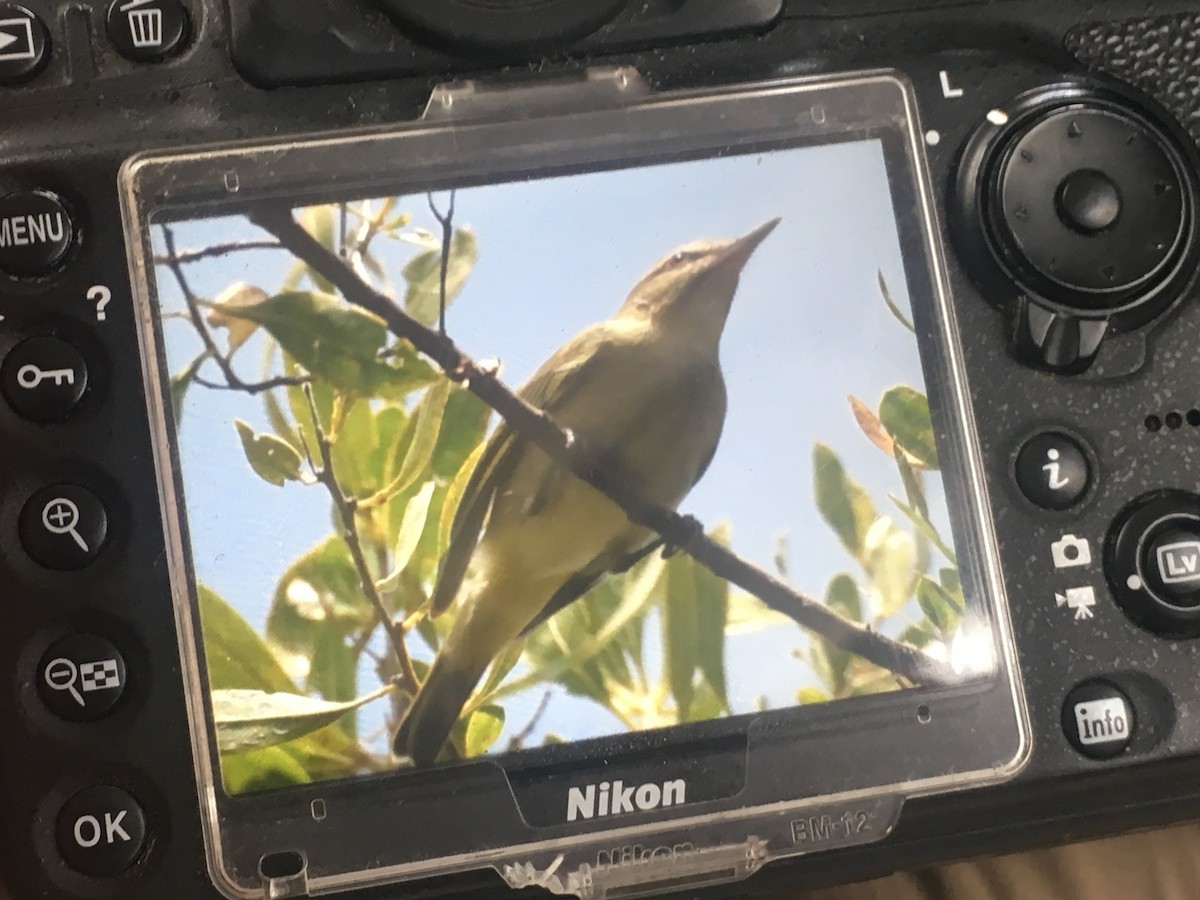 Black-whiskered Vireo - ML54697961