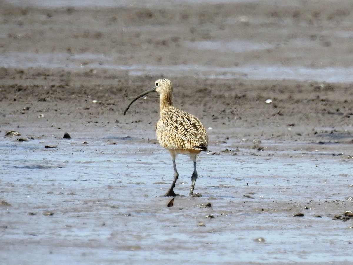 Long-billed Curlew - ML546980931